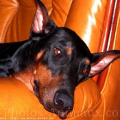 Photo de Dobermann