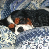 Photo de Cavalier king charles spaniel