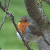 Photo de Rouge queue