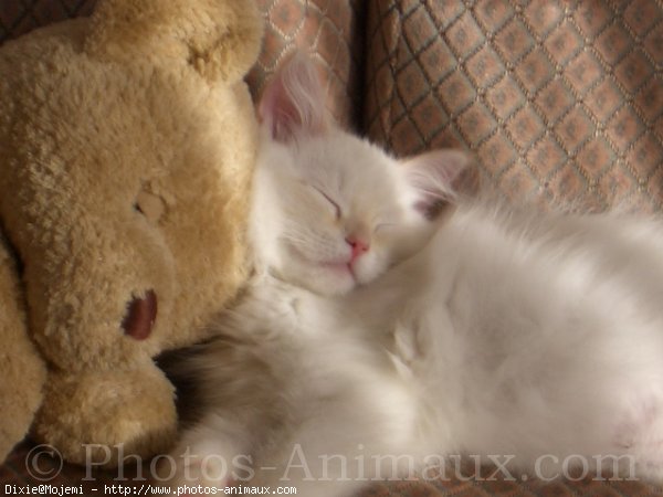 Photo de Ragdoll