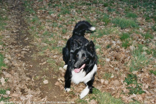 Photo de Border collie