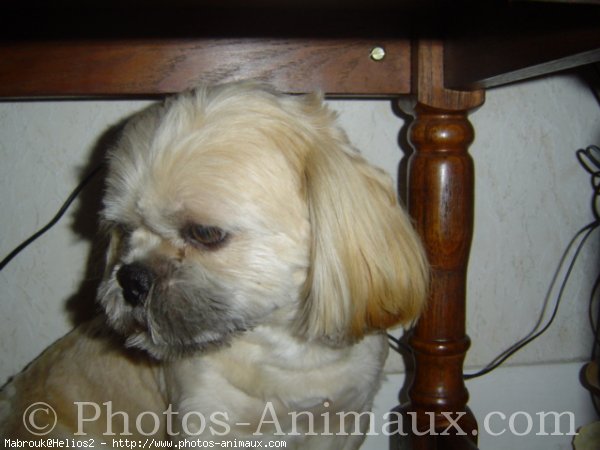 Photo de Lhassa apso