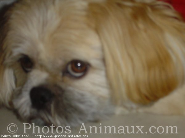 Photo de Lhassa apso