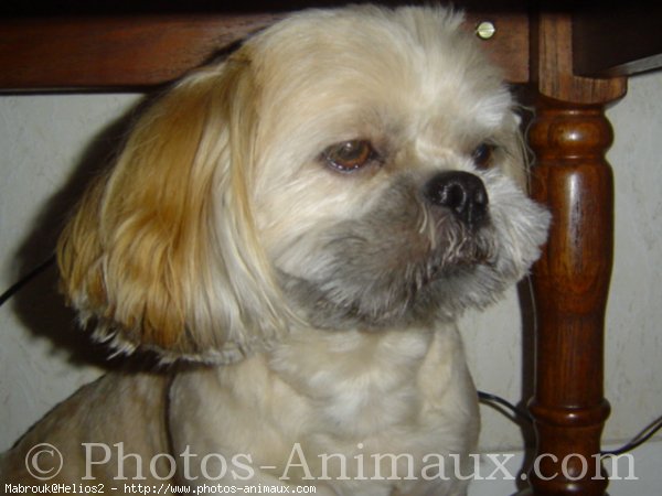 Photo de Lhassa apso