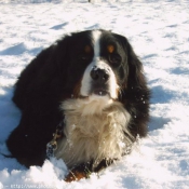 Photo de Bouvier bernois