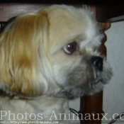 Photo de Lhassa apso