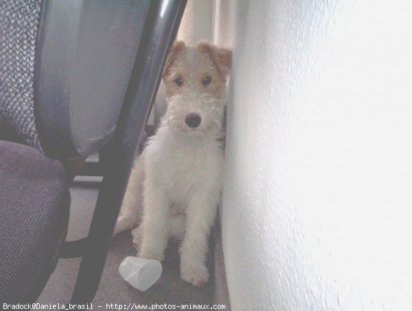 Photo de Fox terrier  poil dur