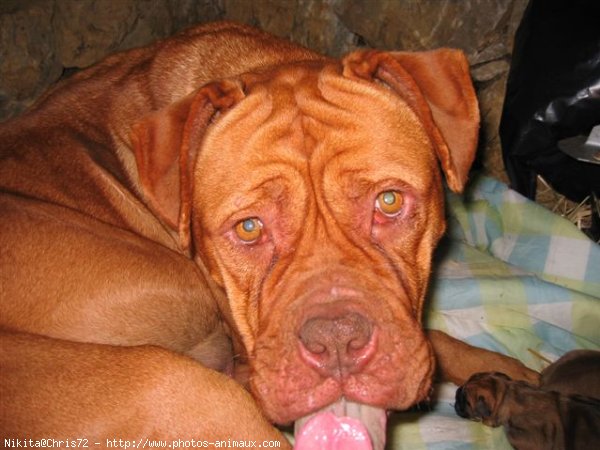 Photo de Dogue de bordeaux