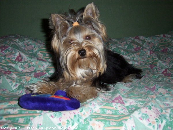 Photo de Yorkshire terrier