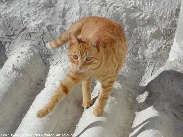 Photo de Chat domestique