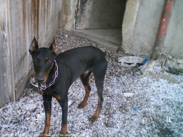 Photo de Dobermann