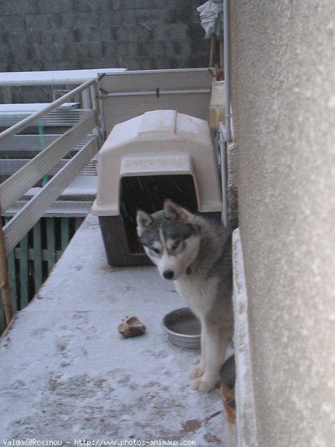 Photo de Husky siberien