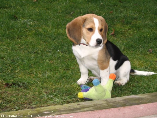 Photo de Beagle