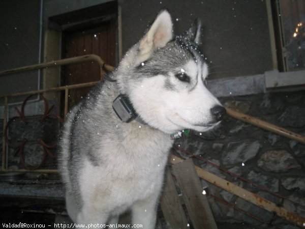 Photo de Husky siberien