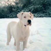 Photo de Dogue argentin