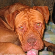 Photo de Dogue de bordeaux