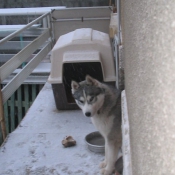 Photo de Husky siberien