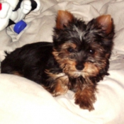 Photo de Yorkshire terrier