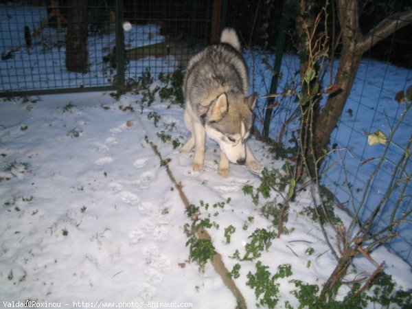 Photo de Husky siberien