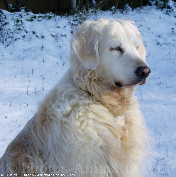 Photo de Golden retriever