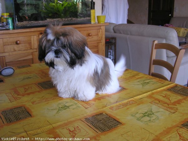 Photo de Shih tzu