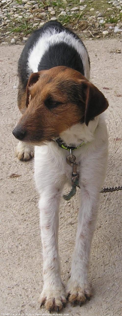 Photo de Fox terrier  poil dur