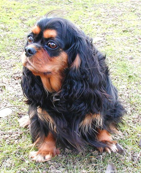 Photo de Cavalier king charles spaniel