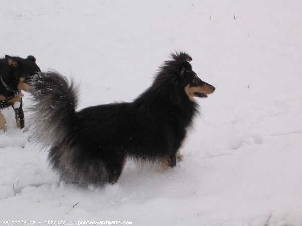 Photo de Chien de berger des shetland