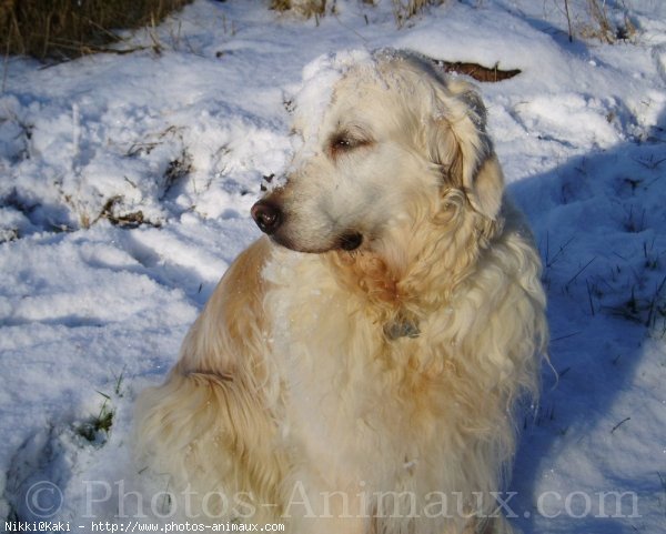 Photo de Golden retriever