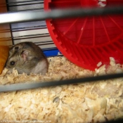 Photo de Hamster