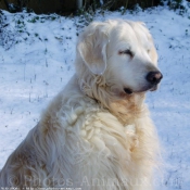 Photo de Golden retriever