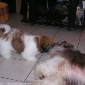 Photo de Shih tzu