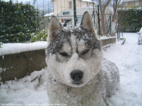 Photo de Husky siberien