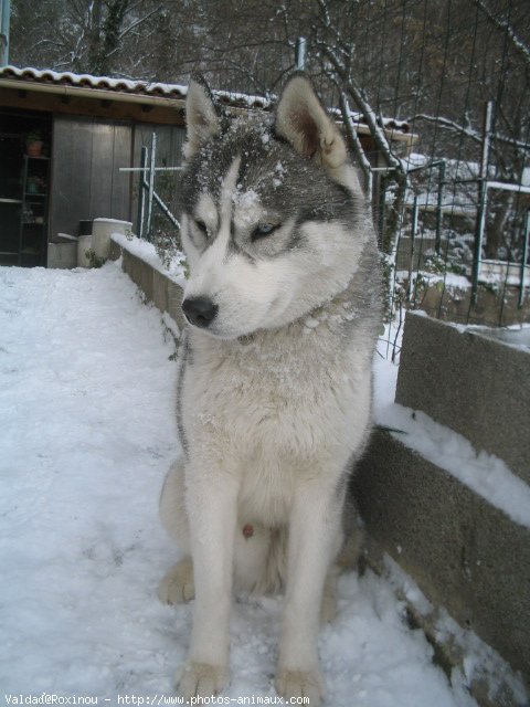 Photo de Husky siberien