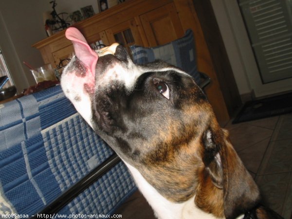 Photo de Boxer