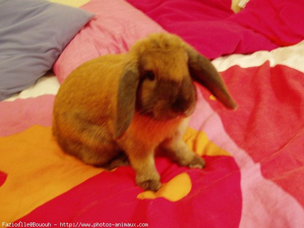 Photo de Lapin