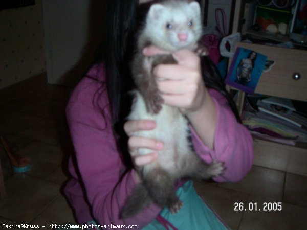 Photo de Furet