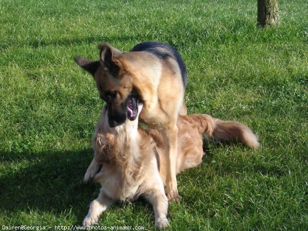 Photo de Golden retriever