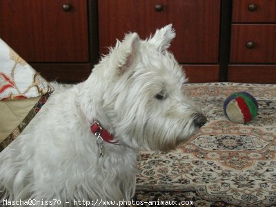 Photo de West highland white terrier