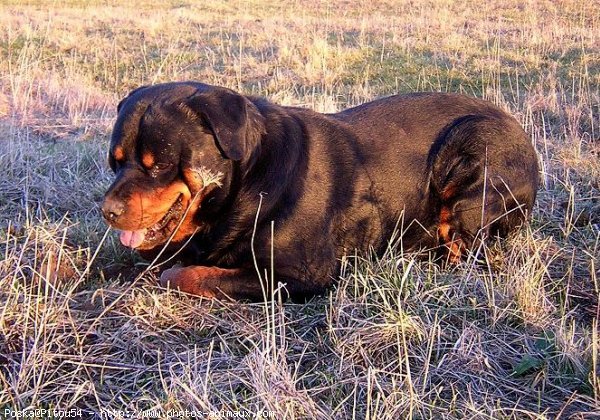 Photo de Rottweiler