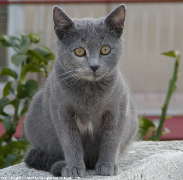 Photo de Chat domestique