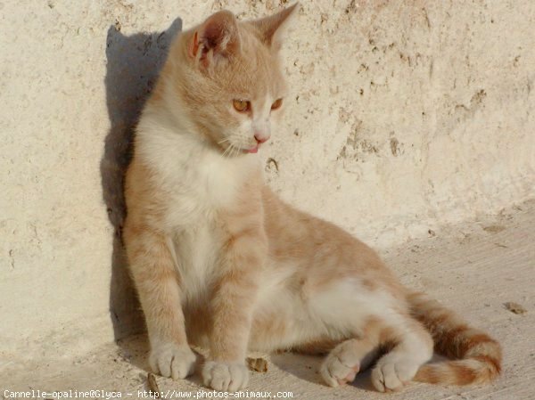 Photo de Chat domestique