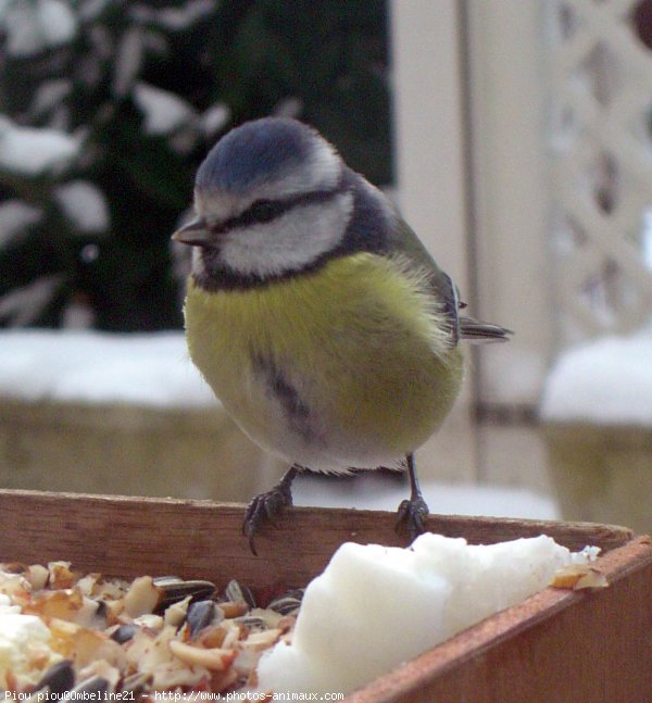 Photo de Msange bleue