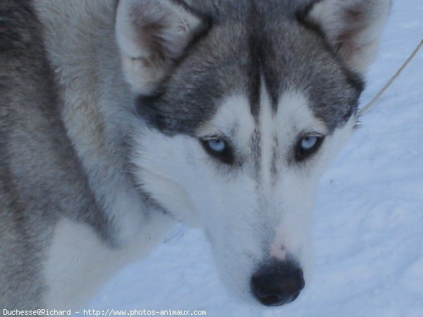 Photo de Husky siberien