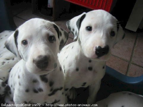 Photo de Dalmatien