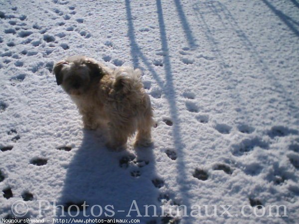 Photo de Lhassa apso