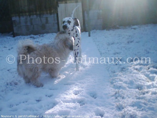 Photo de Races diffrentes