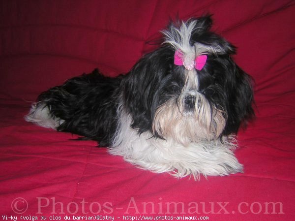 Photo de Shih tzu