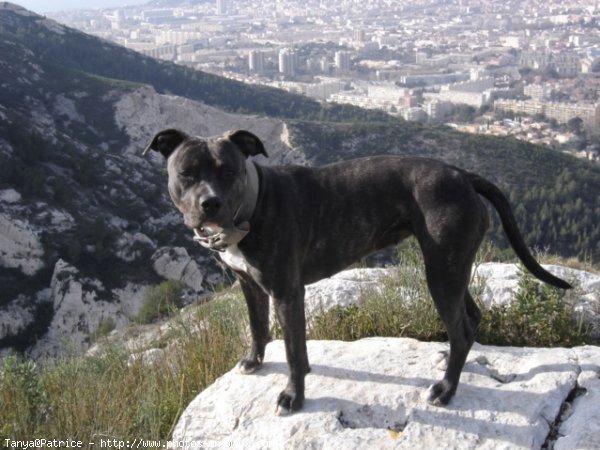 Photo d'American staffordshire terrier