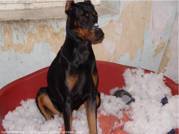 Photo de Dobermann